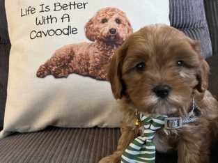 Toy Cavoodle puppy’s