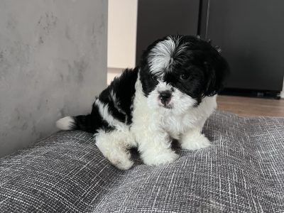 Shih tzu x Bichon Frise