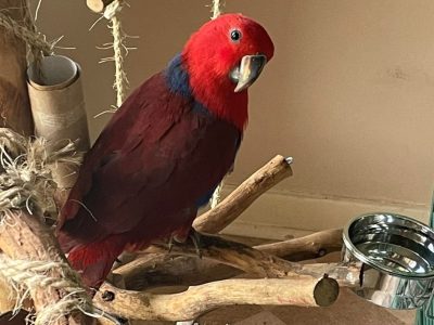 Eclectus Female Parrot