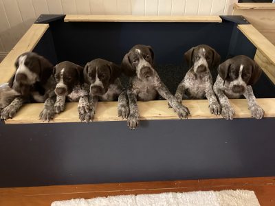 German Shorthaired Pointer Puppies