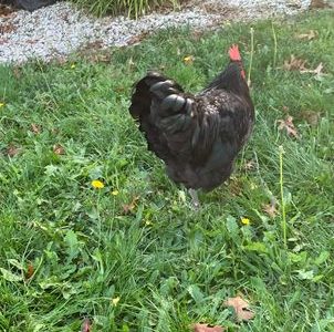 2 CHICKENS – AUSTRALORP & ISA BROWN CHICKENS