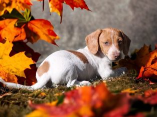 Purebred Pied/Dapple Female Dachshund