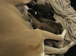 American Staffy Puppies