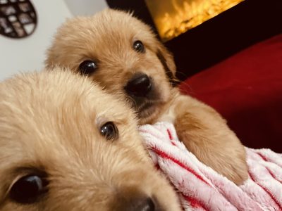 Golden Retriever – Heathcote