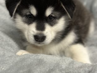Alaskan Malamute puppies