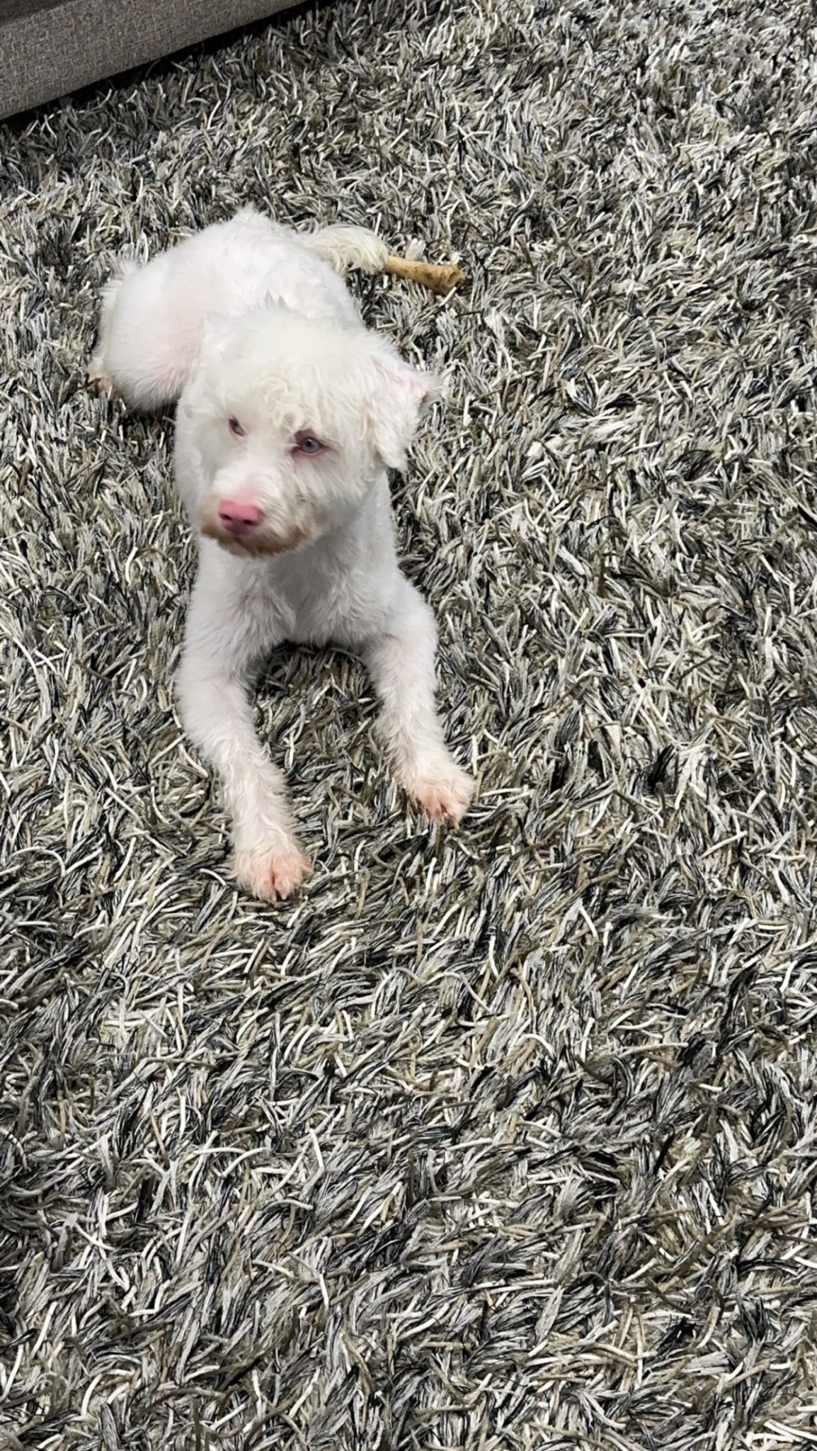 Schnoodle looking for new home