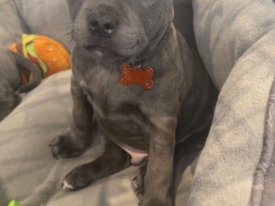 English staffy