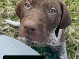German shorthaired pointer puppy’s