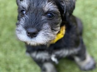 Miniature Schnauzer