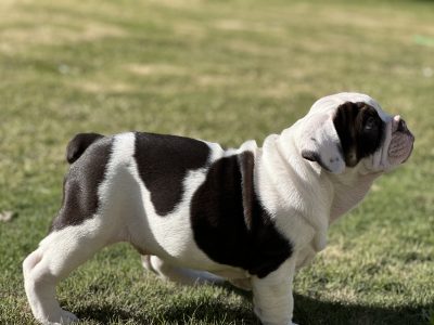 British bulldog puppies ready to go