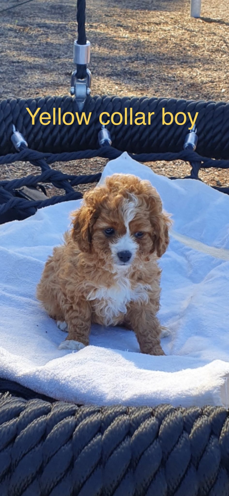 Toy Cavoodle puppy’s
