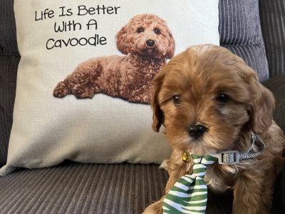 Toy Cavoodle puppy’s