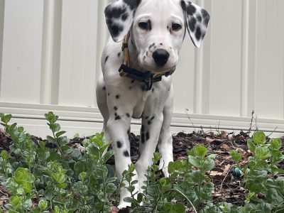 Dalmatian puppy for sale