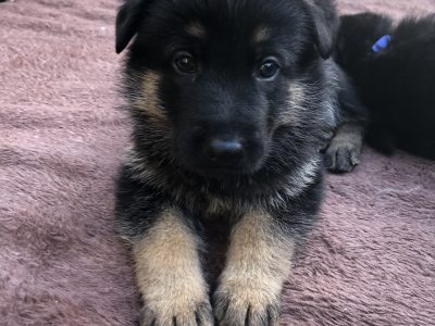 Purebred German Shepherd Puppies Working Lines