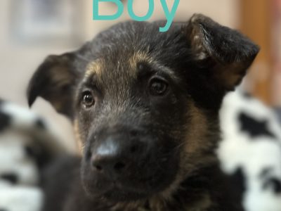 German shepherd puppies