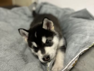 Alaskan Malamute puppies