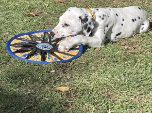 Dalmatian puppy for sale