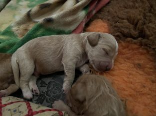 Spoodle Puppies – VERIFIED BREEDER