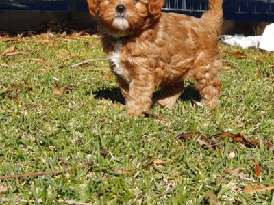 2nd generation Cavoodles