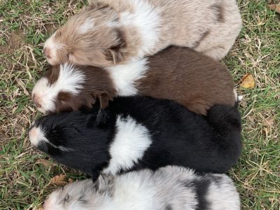 Border Collie Puppies