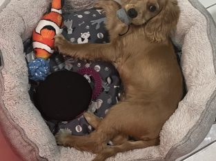 16 week old Cocker Spaniel