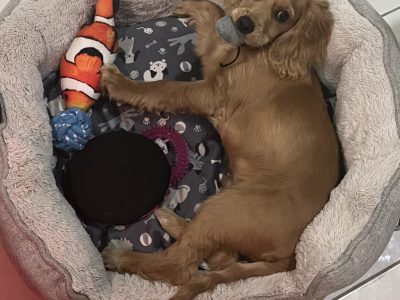 16 week old Cocker Spaniel