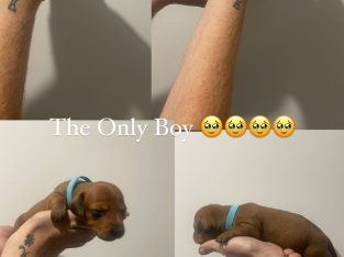 Purebred Dachshund pups