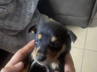 Kelpie puppies for sale