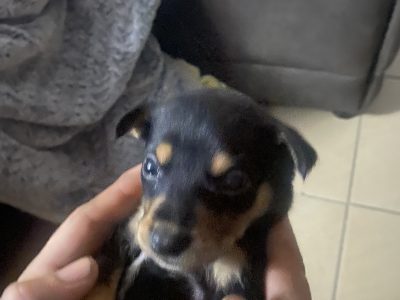 Kelpie puppies for sale