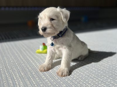 Mini shnauzer puppies