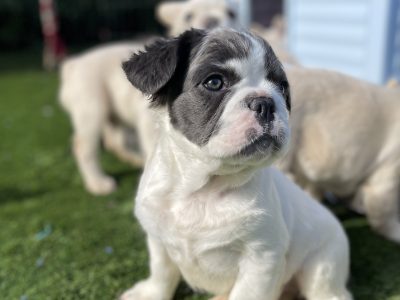 Fluffy French Bulldog Puppy – Oreo