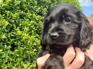 Cocker Spaniel puppies