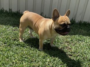 4yr old male French bulldog