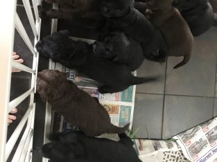 Lab cross retrievers