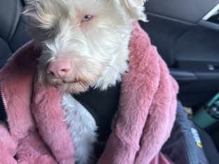 Schnoodle looking for new home