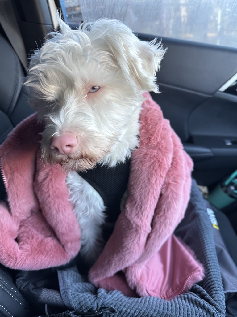 Schnoodle Austral NSW PetsForHomes