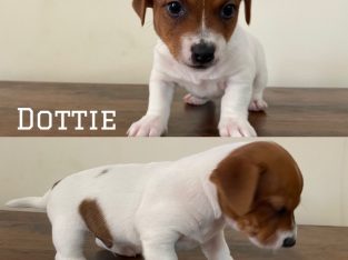 Jack Russell Puppies