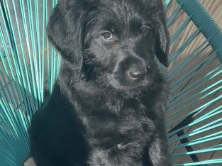 ♥️URGENT, REDUCED- Labradoodle Pups F1 – Brisbane