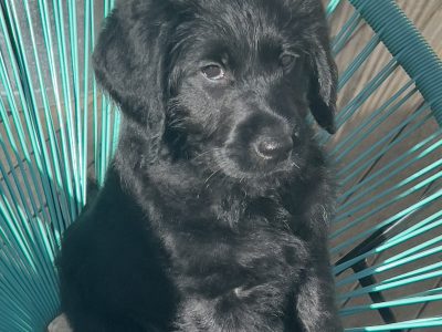 ♥️URGENT, REDUCED- Labradoodle Pups F1 – Brisbane