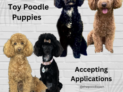 Toy Poodle Puppies