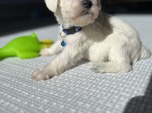 Mini shnauzer puppies