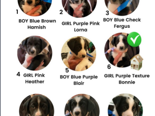 Border Collie Puppies from Working Parents