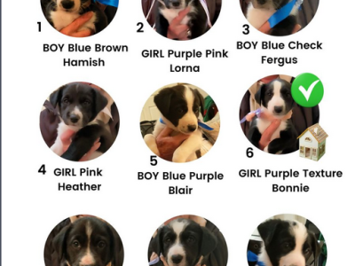 Border Collie Puppies from Working Parents