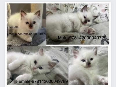 Pure bred Ragdoll kittens