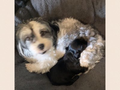 Maltese Shih Tzu Puppy (Female)