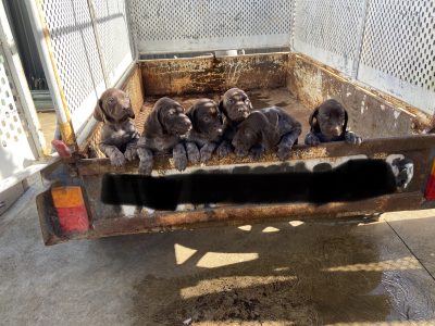 German shorthaired pointers