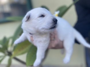 White Swiss Shepherd Puppies