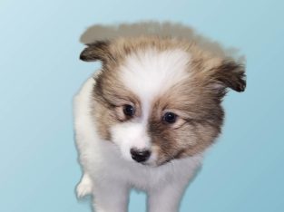 Pomeranian 16/06/23-3 males&2females