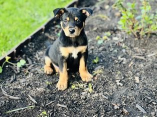 Kelpie pup for sale