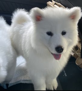 Samoyed dog for sale